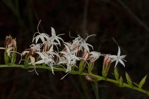 Liatris pauciflora #5